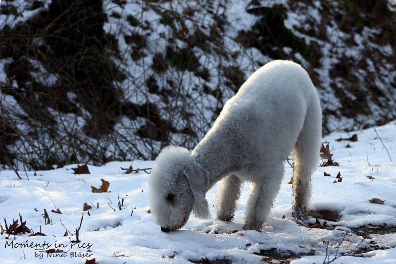 Airis Blue Volshebny Svet 2009-12-26 (16).JPG